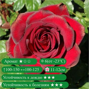 {{productViewItem.photos[photoViewList.activeNavIndex].Alt || productViewItem.photos[photoViewList.activeNavIndex].Description || 'Роза чайно-гибридная Шварце Мадонна (Schwarze Madonna) | Kordes Германия, 1992'}}