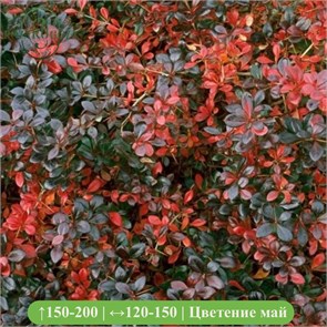 Барбарис средний Ред Джевел (Red Juwel) VSESOR25-1