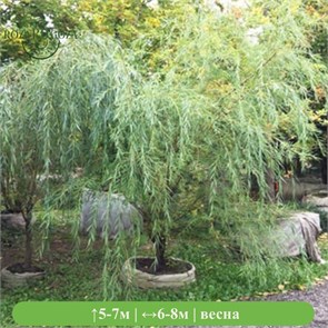 Ива белая Виттелина (Vittelina) VSESOR25-10