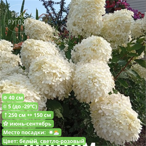 Гортензия метельчатая Фантом (Phantom) go25-10