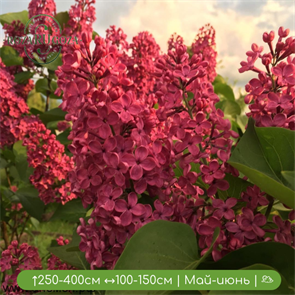 Сирень Красная Москва MClone25-3