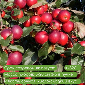 Яблоня Пионерка spp25-27