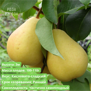 Груша Лада spp25-32