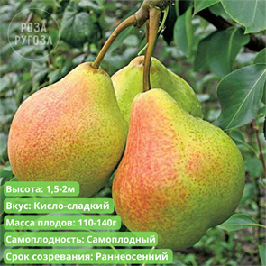 Груша Память Яковлева spp25-37