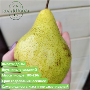 {{photo.Alt || photo.Description || 'Груша Лада + Просто Мария'}}