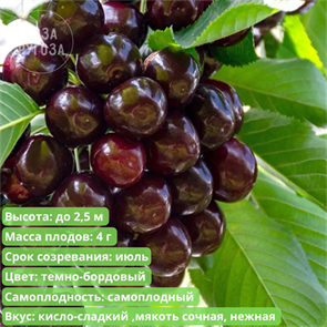 Вишня Шоколадница spp25-46