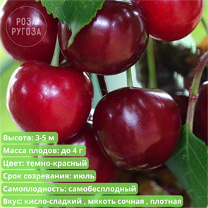 Вишня Владимирская spp25-42