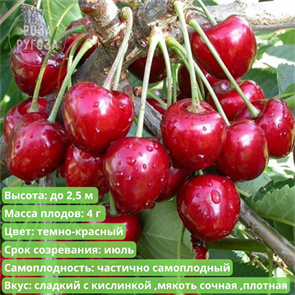 Вишня Быстринка spp25-44