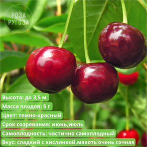 Вишня Радонеж spp25-45