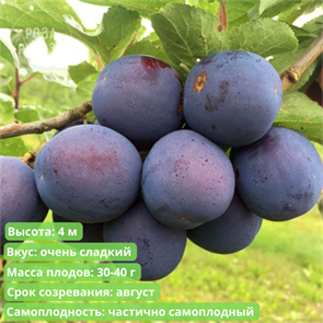 Слива Кромань spp25-58