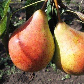 Груша Ранняя летняя spp25-35