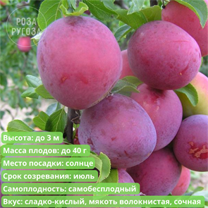 {{productViewItem.photos[photoViewList.activeNavIndex].Alt || productViewItem.photos[photoViewList.activeNavIndex].Description || 'Алыча Шатёр'}}