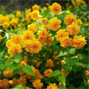 Керрия японская Пленифлора (Pleniflora) NM25-5