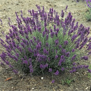 Лаванда узколистная Хидкот (Hidcote) 02-07-1645