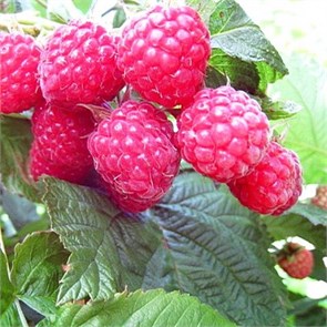 Малина Пингвин 25295