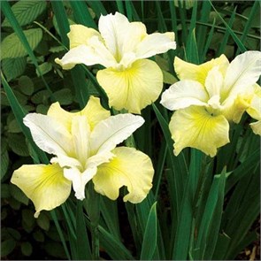 Ирис сибирский Лунный шелк (Moon Silk) 25297