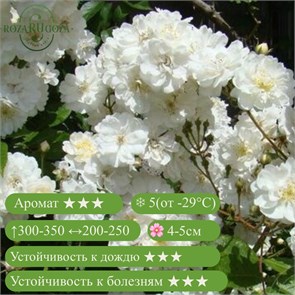 {{productViewItem.photos[photoViewList.activeNavIndex].Alt || productViewItem.photos[photoViewList.activeNavIndex].Description || 'Роза мускусный гибрид Гирлянд де Амур (Guirlande d&#39;Amour) | Lens Бельгия, 1993'}}