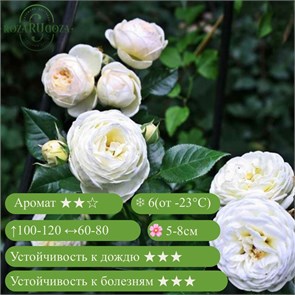 {{productViewItem.photos[photoViewList.activeNavIndex].Alt || productViewItem.photos[photoViewList.activeNavIndex].Description || 'Роза шраб Артемис (Artemis) | Tantau Германия, 2009'}}