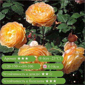 {{productViewItem.photos[photoViewList.activeNavIndex].Alt || productViewItem.photos[photoViewList.activeNavIndex].Description || 'Роза шраб Велл Бинг (Well Being) | Harkness Великобритания, 2004'}}
