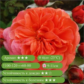 {{productViewItem.photos[photoViewList.activeNavIndex].Alt || productViewItem.photos[photoViewList.activeNavIndex].Description || 'Роза шраб Жардан Дю Брюль (Jardin Du Brule) | Massad, Франция, 2016'}}