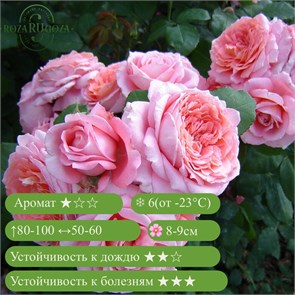 {{productViewItem.photos[photoViewList.activeNavIndex].Alt || productViewItem.photos[photoViewList.activeNavIndex].Description || 'Роза шраб Инститю Люмьер (Institut Lumiere) | Massad Франция, 2003'}}