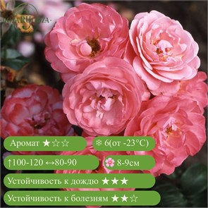 {{productViewItem.photos[photoViewList.activeNavIndex].Alt || productViewItem.photos[photoViewList.activeNavIndex].Description || 'Роза шраб Майн Шонер Гартен (Mein schoner Garten) | Kordes, 1997'}}