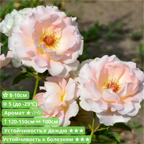 {{productViewItem.photos[photoViewList.activeNavIndex].Alt || productViewItem.photos[photoViewList.activeNavIndex].Description || 'Роза шраб Рококо (Rokoko) | Tantau, 1987'}}