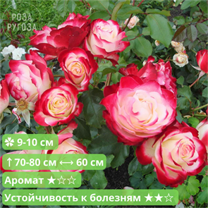 {{productViewItem.photos[photoViewList.activeNavIndex].Alt || productViewItem.photos[photoViewList.activeNavIndex].Description || 'Роза флорибунда Юбилей Принца Монако (Jubile du Prince de Monaco) | Meilland, 2000'}}