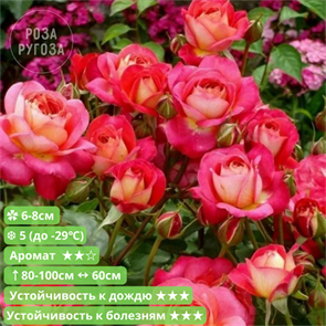 {{productViewItem.photos[photoViewList.activeNavIndex].Alt || productViewItem.photos[photoViewList.activeNavIndex].Description || 'Роза флорибунда Мидсаммер (Midsummer) | Tantau Германия, 2007'}}