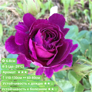 {{productViewItem.photos[photoViewList.activeNavIndex].Alt || productViewItem.photos[photoViewList.activeNavIndex].Description || 'Роза флорибунда Мистерьез (Mystérieuse) | Francois Dorieux II Франция, 2007'}}