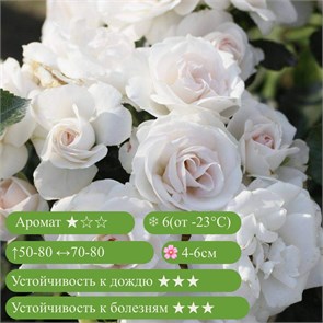 {{productViewItem.photos[photoViewList.activeNavIndex].Alt || productViewItem.photos[photoViewList.activeNavIndex].Description || 'Роза флорибунда Аспирин (Aspirin Rose) | Tantau, 1997'}}