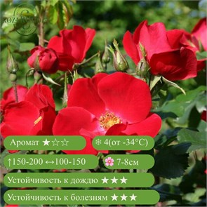 {{productViewItem.photos[photoViewList.activeNavIndex].Alt || productViewItem.photos[photoViewList.activeNavIndex].Description || 'Роза гибрид ругозы Робуста (Robusta) | Kordes, 1979'}}