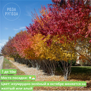 {{productViewItem.photos[photoViewList.activeNavIndex].Alt || productViewItem.photos[photoViewList.activeNavIndex].Description || 'Клён приречный (Гиннала)'}}