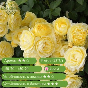 {{productViewItem.photos[photoViewList.activeNavIndex].Alt || productViewItem.photos[photoViewList.activeNavIndex].Description || 'Роза флорибунда Голден Бордер (Golden Border) | Verschuren Нидерланды, 1993'}}