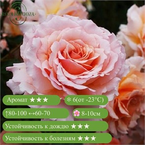 {{productViewItem.photos[photoViewList.activeNavIndex].Alt || productViewItem.photos[photoViewList.activeNavIndex].Description || 'Роза флорибунда Грейт Экспектейшнс (Great Expectations) | Samuel Darragh McGredy IV Новая Зеландия, 2001'}}