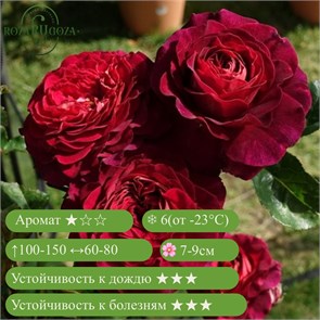 {{productViewItem.photos[photoViewList.activeNavIndex].Alt || productViewItem.photos[photoViewList.activeNavIndex].Description || 'Роза флорибунда Кристиан Тетедой (Christian Tetedoie) | Dominique Massad Франция, 2016'}}