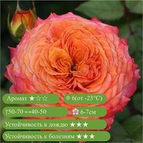 {{productViewItem.photos[photoViewList.activeNavIndex].Alt || productViewItem.photos[photoViewList.activeNavIndex].Description || 'Роза флорибунда Метеор (Meteor) | W. Kordes&#39; Sцhne 2019 Германия , 2019'}}