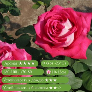 {{productViewItem.photos[photoViewList.activeNavIndex].Alt || productViewItem.photos[photoViewList.activeNavIndex].Description || 'Роза флорибунда Моника Беллуччи (Monica Bellucci) | Meilland Франция, 2010'}}
