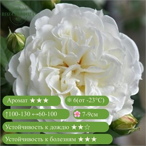{{productViewItem.photos[photoViewList.activeNavIndex].Alt || productViewItem.photos[photoViewList.activeNavIndex].Description || 'Роза флорибунда Сур ла Нейдж (Sur la Neige) | Япония, 2013'}}
