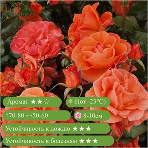 {{productViewItem.photos[photoViewList.activeNavIndex].Alt || productViewItem.photos[photoViewList.activeNavIndex].Description || 'Роза флорибунда Таттон (Tatton) | Fryer Великобритания, 2000'}}