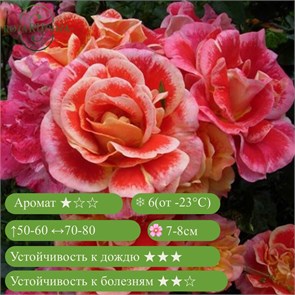 {{productViewItem.photos[photoViewList.activeNavIndex].Alt || productViewItem.photos[photoViewList.activeNavIndex].Description || 'Роза флорибунда Эбраш (Airbrush) | Kordes Германия, 2013'}}