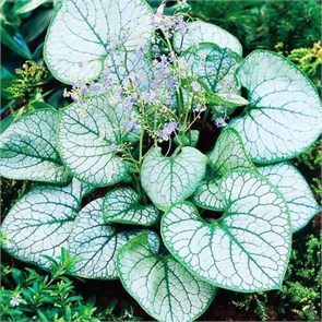 Бруннера крупнолистная Джек Фрост (Jack Frost) usp25-1