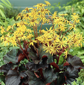 Бузульник зубчатый Дездемона (Desdemona) usp25-4