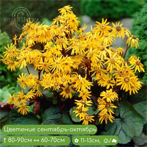 Бузульник зубчатый Отелло (Othello) usp25-5