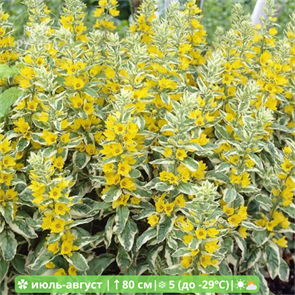 Вербейник точечный Александр (Alexander) usp25-7