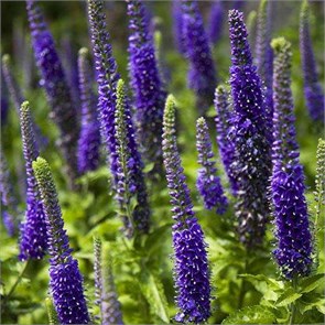 Вероника колосковая Санни Бордер Блю (Sunny Border Blue) usp25-11