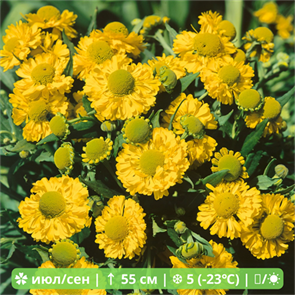 Гелениум осенний Дабл Трабл (Double Trouble) usp25-15