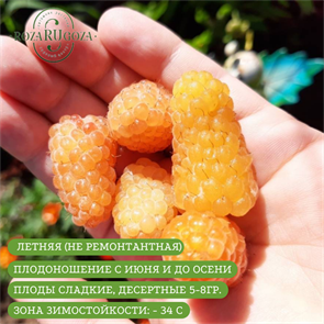 Малина Жёлтый гигант 25414