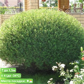 Ива пурпурная Нано (шаровидная форма) 25424