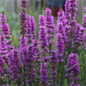 Дербенник иволистный Дропмор Перпл (Dropmore Purple) usp25-18